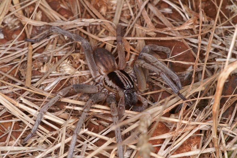 Miturga_ZZ345_D3438_Z_85_E. of Nuendah homestead_Australie.jpg